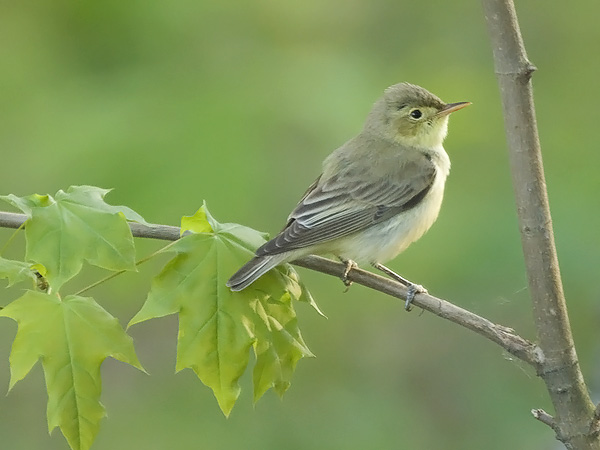 Kultarinta, Icterine Warbler, Hippolais icterina